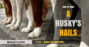 Trimming Your Husky's Nails: A Step-by-Step Guide