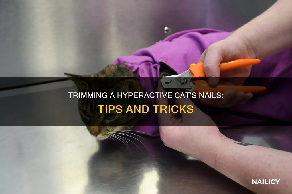 how to trim a hyperactive cat