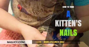 Trimming Your Kitten's Nails: A Step-by-Step Guide