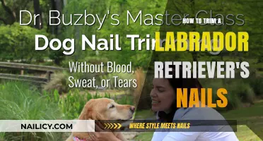 Trimming Your Lab's Nails: A Step-by-Step Guide