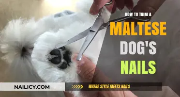 Trimming Your Maltese's Nails: A Step-by-Step Guide