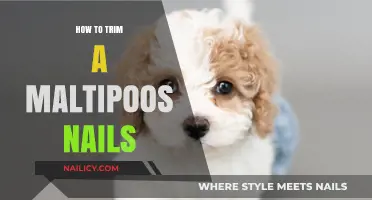 Trimming Your Maltipoo's Nails: A Step-by-Step Guide