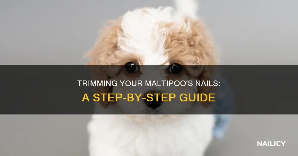 how to trim a maltipoos nails