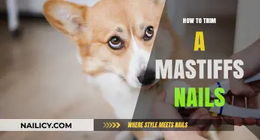 Trimming Your Mastiff's Nails: A Step-by-Step Guide