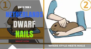 Trimming Nails: A Guide for Netherlands Dwarf Rabbit Owners