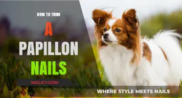 Trimming Your Papillon's Nails: A Step-by-Step Guide
