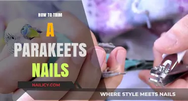 Trimming Your Parakeet's Nails: A Step-by-Step Guide