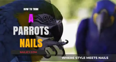 Trimming Your Parrot's Nails: A Step-by-Step Guide