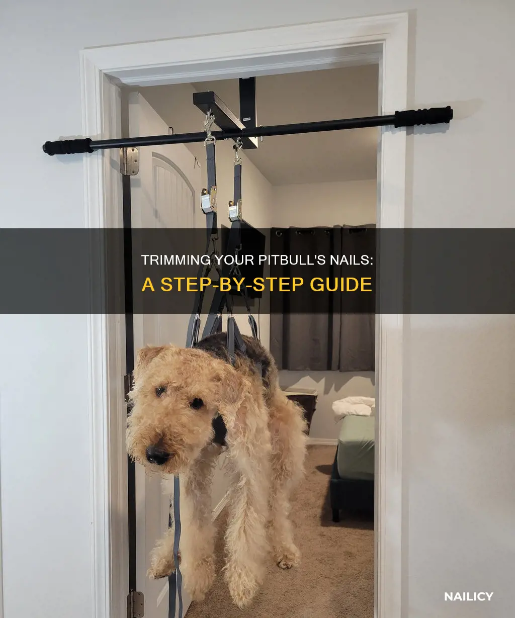 how to trim a pitbulls nails