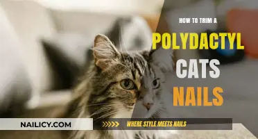 Trimming Your Polydactyl Cat's Nails: A Step-by-Step Guide