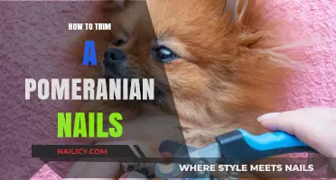 Trimming Your Pom's Nails: A Step-by-Step Guide