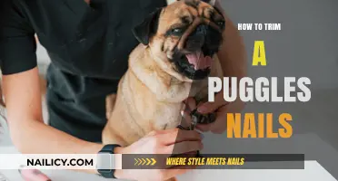 Trimming Your Puggle's Nails: A Step-by-Step Guide