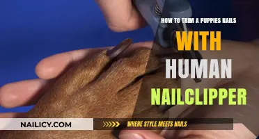 Trimming Your Pup's Nails: Using Human Nail Clippers Safely