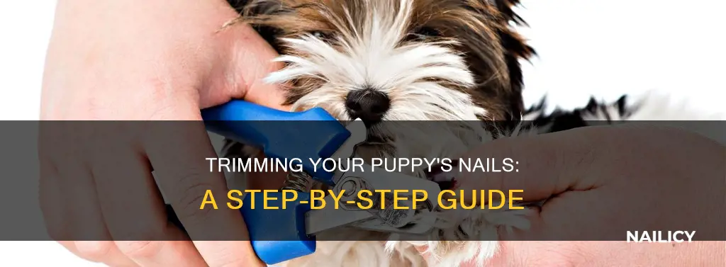 how to trim a puppy
