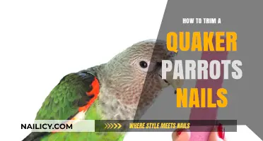 Trimming Your Quaker Parrot's Nails: A Step-by-Step Guide