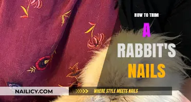 Trimming Your Rabbit's Nails: A Step-by-Step Guide