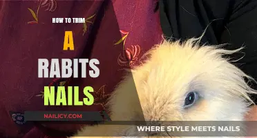 Trimming Your Rabbit's Nails: A Step-by-Step Guide