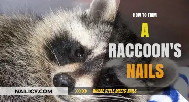 Trimming Your Raccoon's Nails: A Step-by-Step Guide