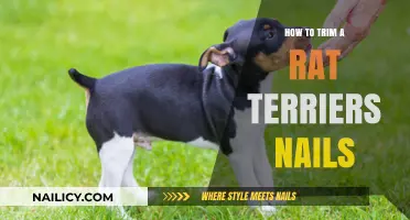 Trimming Your Rat Terrier's Nails: A Step-by-Step Guide