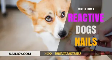 Calmly Trimming Your Reactive Dog's Nails: A Step-by-Step Guide