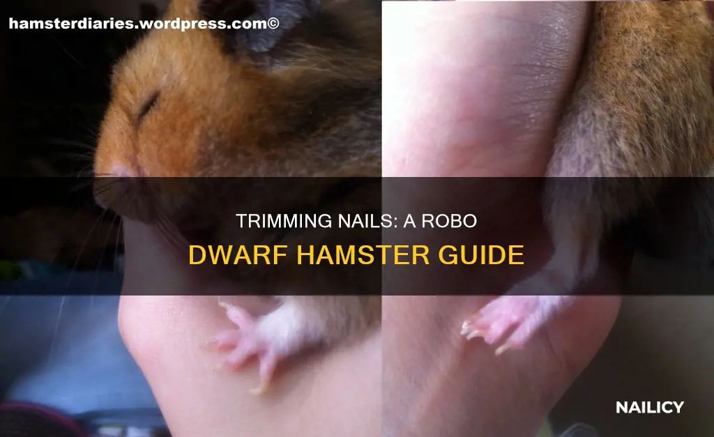 how to trim a robo drawf hamsters nails