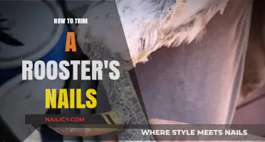 Trimming Your Rooster's Nails: A Step-by-Step Guide