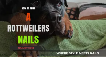 Trimming Your Rottweiler's Nails: A Step-by-Step Guide
