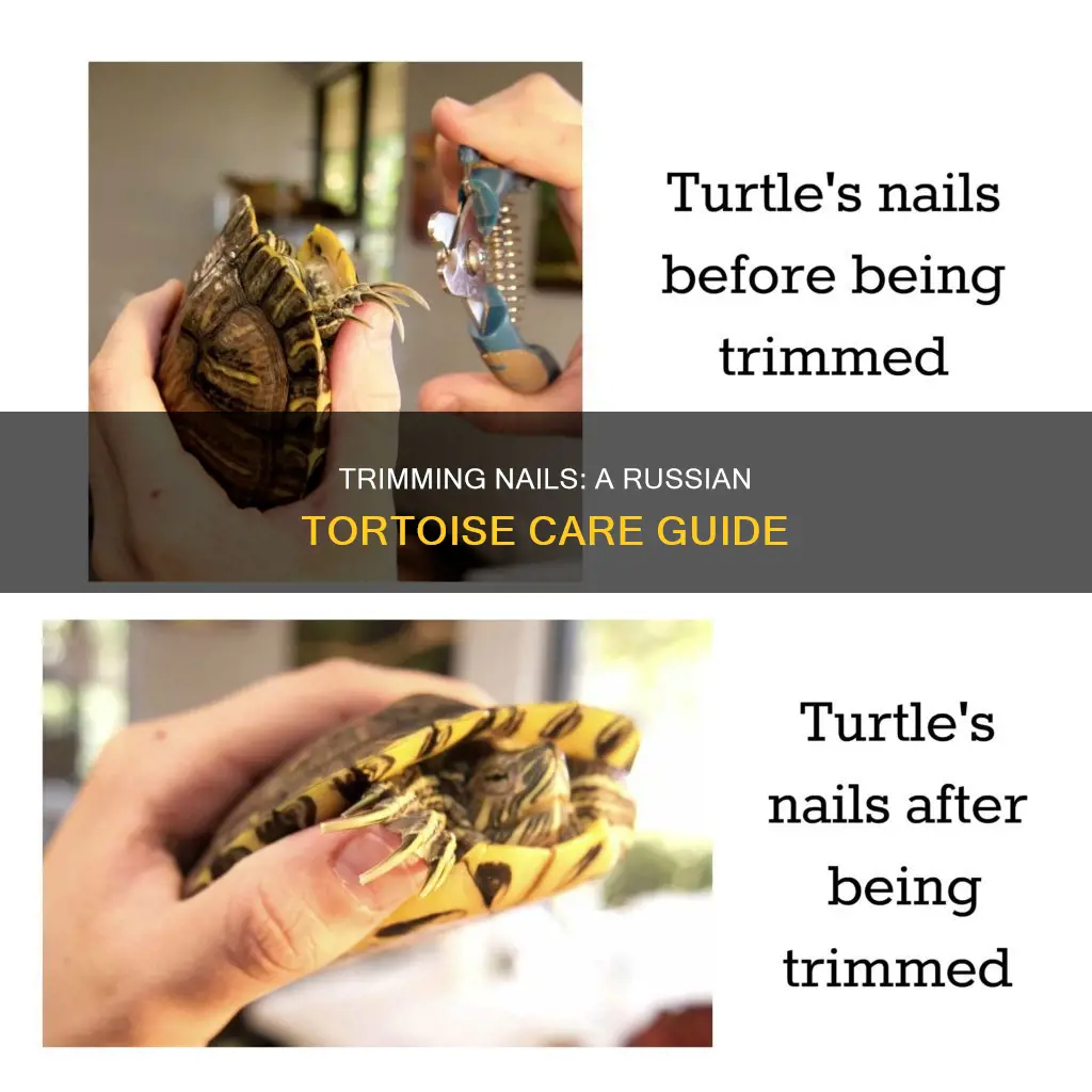 how to trim a russian tortoise nails