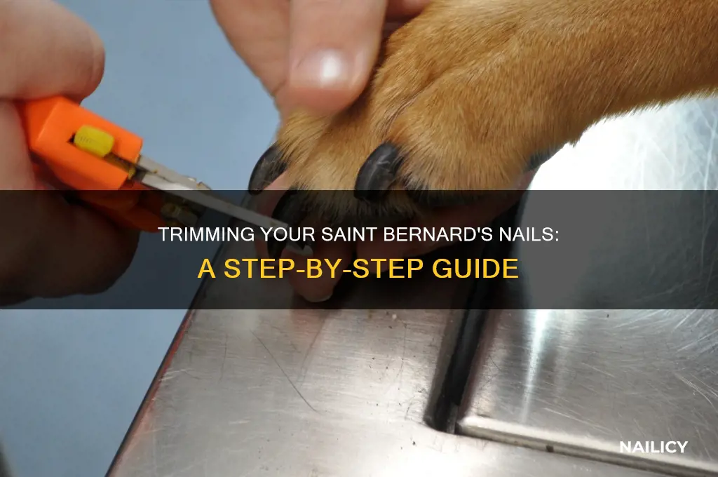 how to trim a saint bernards nails