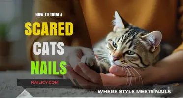Calmly Clipping a Cat's Claws: Strategies for Scaredy Cats