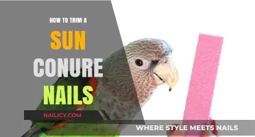 Trimming Your Sun Conure's Nails: A Step-by-Step Guide
