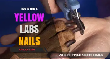 Trimming Your Yellow Lab's Nails: A Step-by-Step Guide