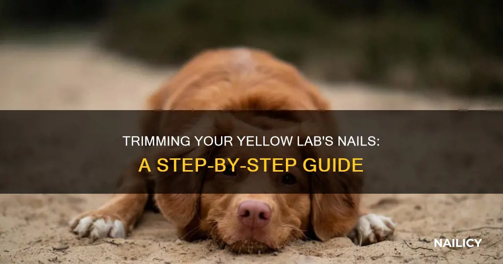 how to trim a yellow labs nails