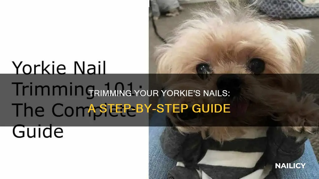 how to trim a yorkie
