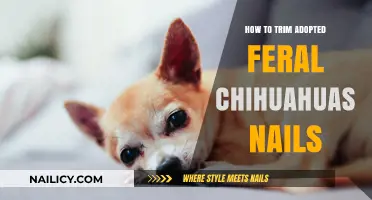 Trimming a Feral Chihuahua's Nails: A Step-by-Step Guide