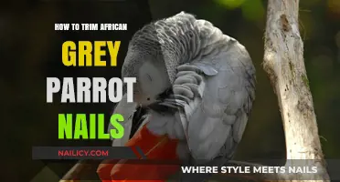 Trimming Your African Grey's Nails: A Step-by-Step Guide