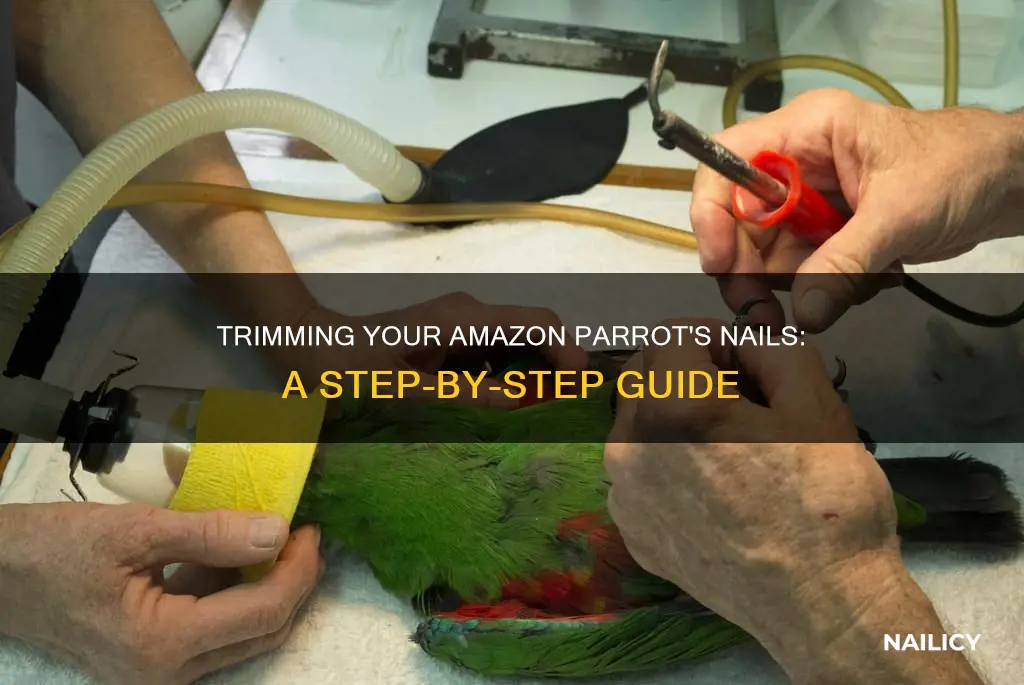 how to trim amazon parrot nails