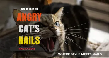 Trimming an Angry Cat's Nails: Tips and Tricks