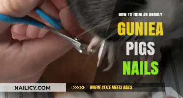 Trimming Your Guinea Pig's Nails: A Step-by-Step Guide