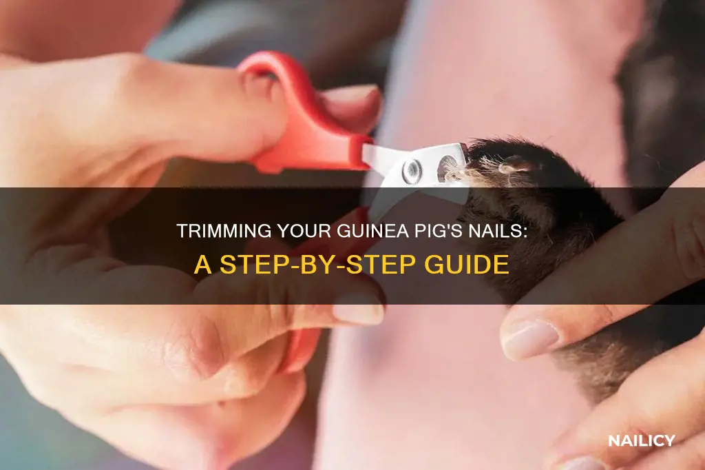 how to trim an unruly guniea pigs nails