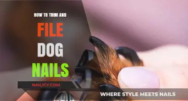 Trimming and Filing Your Dog's Nails: A Step-by-Step Guide