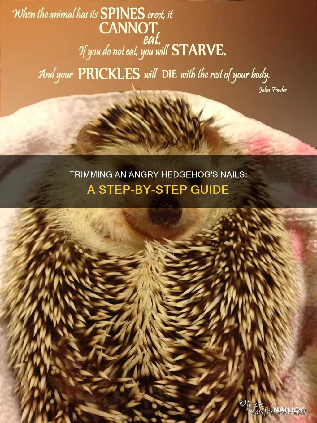 how to trim angry hedgehog nails