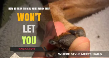 Trimming Nails: Strategies for Wiggly Pets