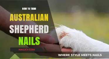 Trimming Nails: A Guide for Australian Shepherd Owners