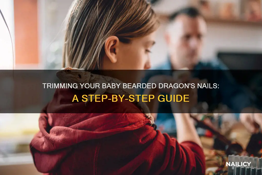 how to trim baby bearded dragon nails