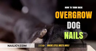 Trimming Your Dog's Nails: A Step-by-Step Guide to Success