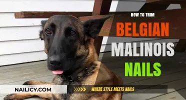 Trimming Your Belgian Malinois' Nails: A Step-by-Step Guide