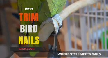 Trimming Bird Nails: A Step-by-Step Guide for Bird Owners