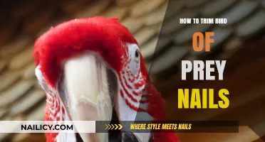 Trimming Nails of Birds of Prey: A Step-by-Step Guide
