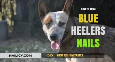 Trimming Blue Heeler Nails: A Step-by-Step Guide